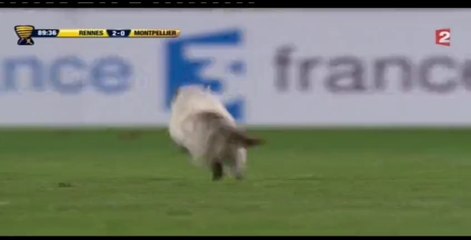 16/01/13 : SRFC-MHSC : le chat entre sur la pelouse