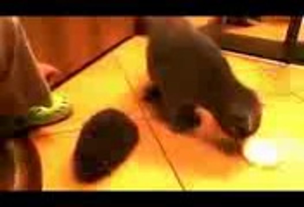 voodoo spell +91-9982822666