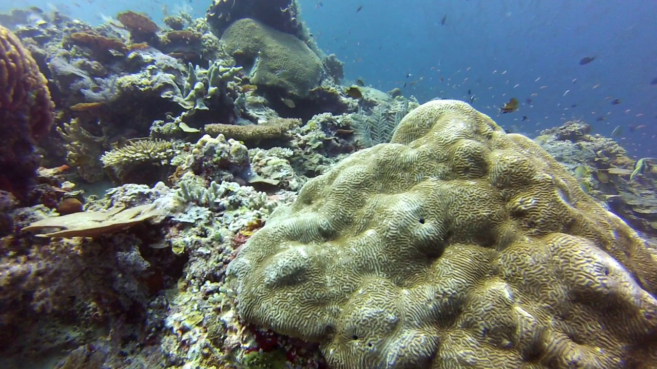 sipadan baracuda point 1