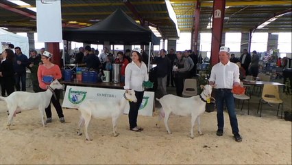 2014 Caprin Avenir Passion, ( 5 / 6 ) Extrait du film, NOUVEAU Open Show caprin, Château-Gontier