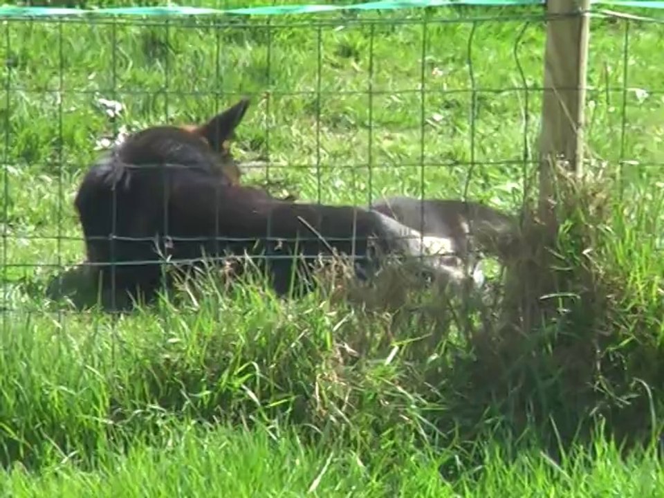2014-04-08 JINGLE et VANESS