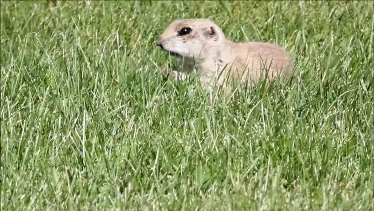 Erciyes Üniversitesi Kampüsü'nün sevimli komşuları Gelengiler