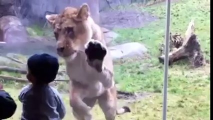 Çocukların hayvanat bahçesinde komik anları