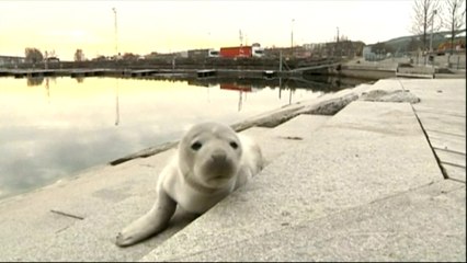 Un bébé phoque perdu dans un port de Suède