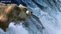 Bears Catching Salmon