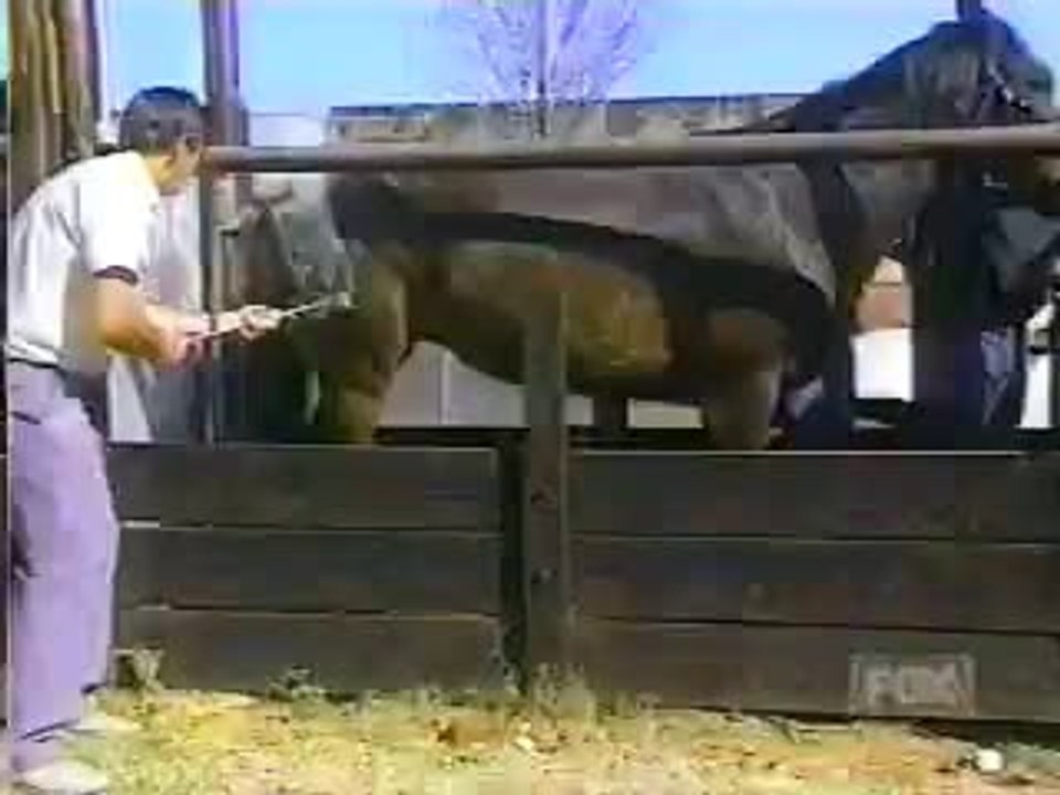 funny horse kick to man