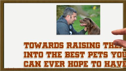 Labrador Puppy Training Tips