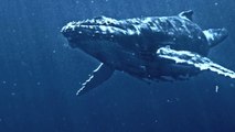 Chasing  Humpback Whales in Cabo San Lucas Mexico