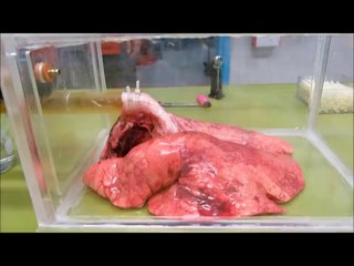 Sigara İçen Akciğer Deneyi