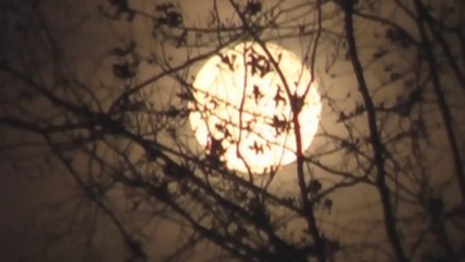 Fairies caught on tape, they actuallly are real omg