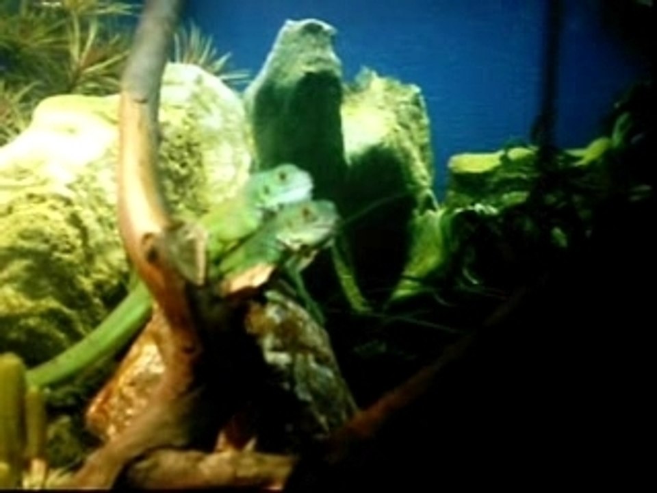iguane