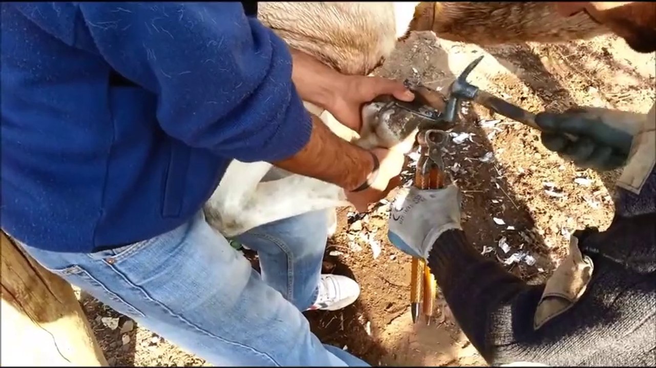 Ata Nasıl Nal Çakılır