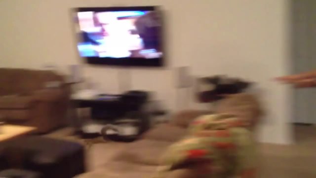 Jouer à Street Fighter avec son animal de Compagnie : l'écureuil Hadoken