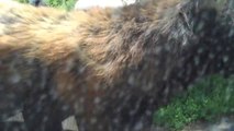 Wild Bear Opens Car Door While Driver Records