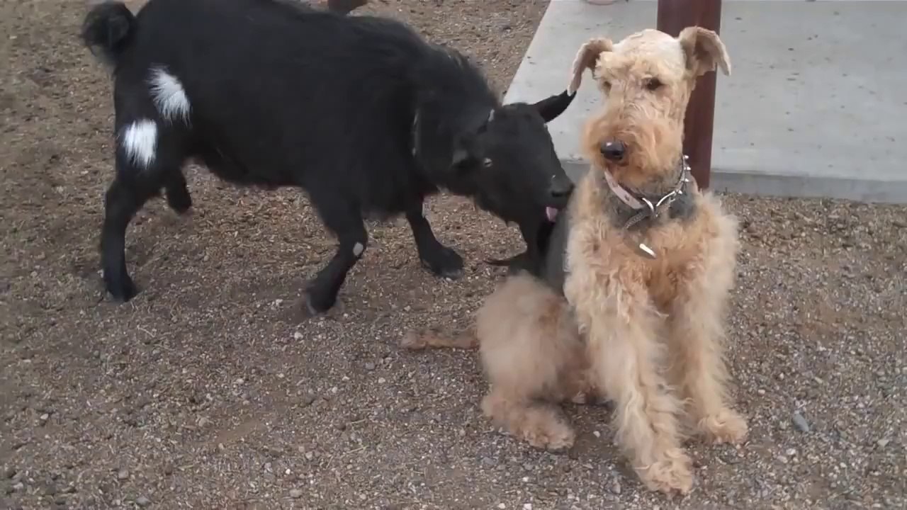 Un chèvre nettoie un chien à coup de langue! Enorme...
