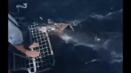 The Shark Whisperer - This chick befriends a Great White shark