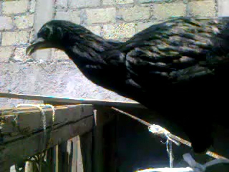 GALLINA MEL SIMS vendo a $3000 TOLUCA