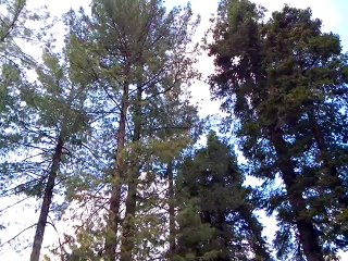 Nathia Gali Visit-37