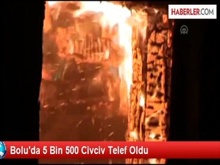 Bolu'da 5 Bin 500 Civciv Telef Oldu