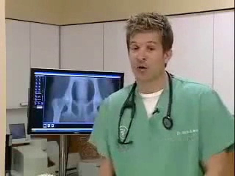 Overview of Discomfort Medications for Dogs