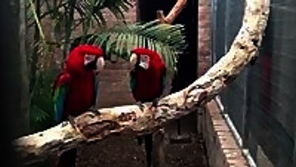 Macaws like rap music apparently