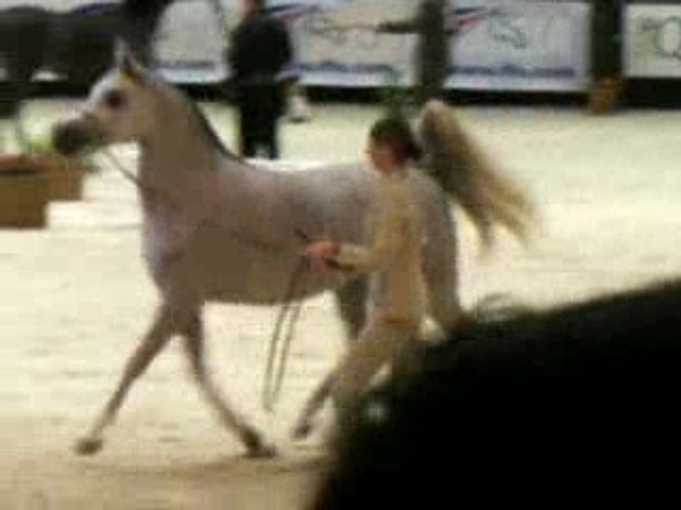 Championat mondialde de PSA