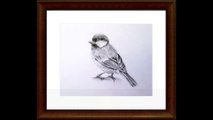 Learn How to draw a Blue Tit with Easy to Follow Instructions