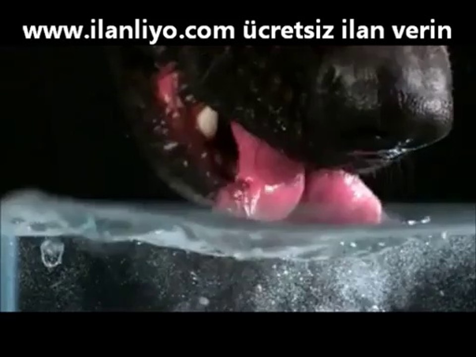 Köpeklerin Su İçmesinin Yavaş Çekimde Görüntülenmesi