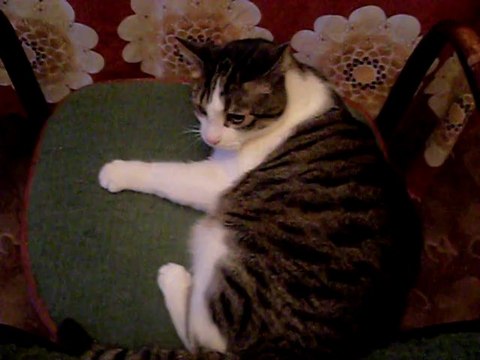 Ciupek się pastwi nad krzesłem a może się kokosi