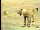 Crater Lions Of Ngorongoro