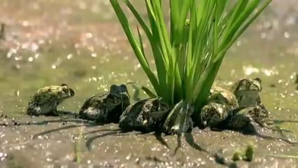 [National Geographic] Kalahari One of Two The Great Thirstland