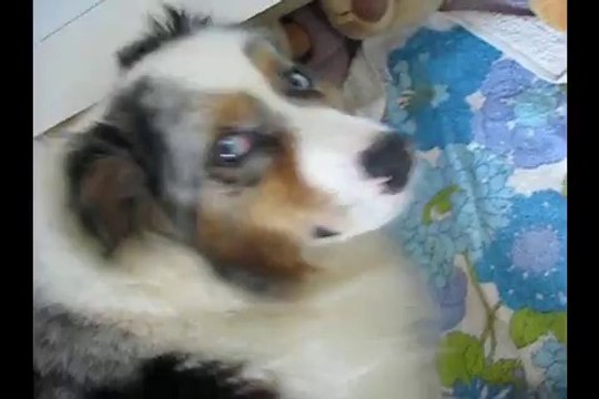 Chiots Berger Australien