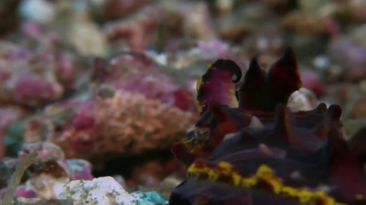 Searching For Sea Monsters(full documentary)HD