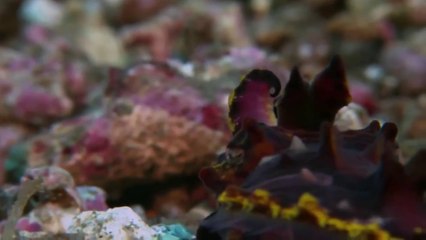 Searching For Sea Monsters(full documentary)HD