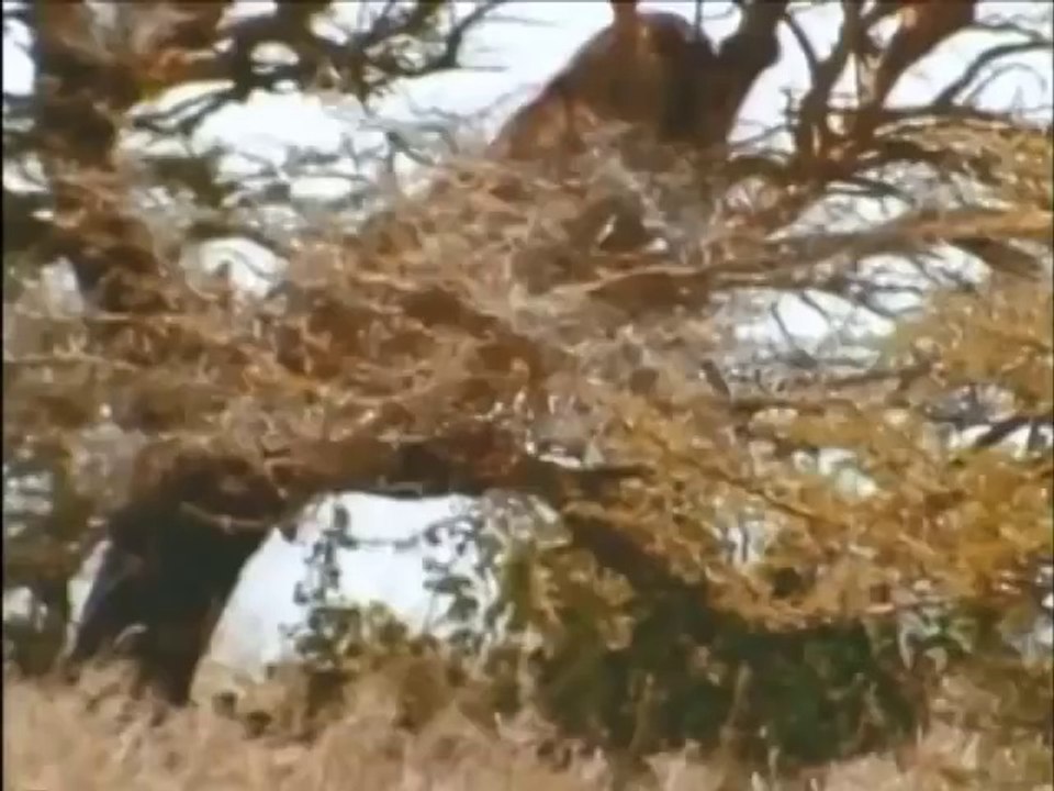 Hyenas_ Families in the Wild - Nature Documentary