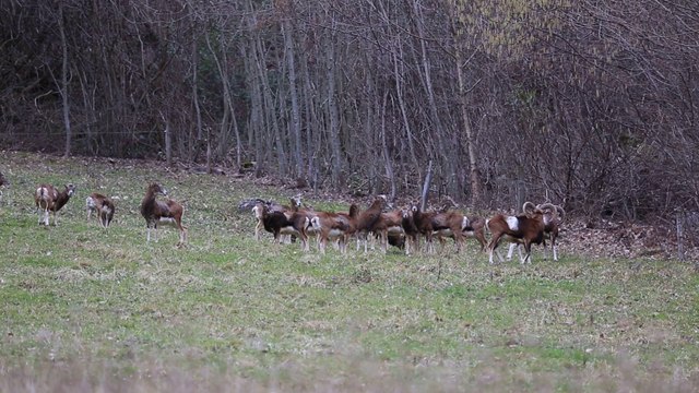 Troupeau de mouflons dans le Vercors en hiver
