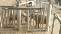 2 elephants meet each other after 40 years of isolation and loneliness