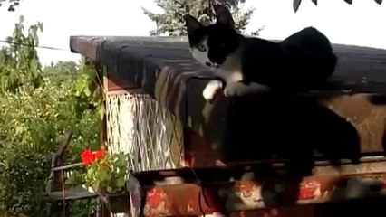 Dogs Decoded (Documentary in HD!!!)