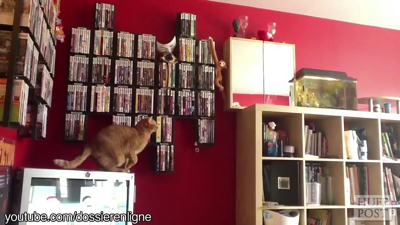 Compilation Les Chats Ne Savent Pas Sauter