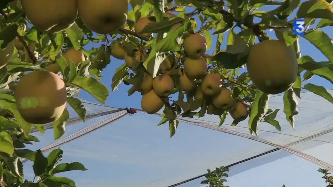 SIA 2014 : Clip pomme des Alpes