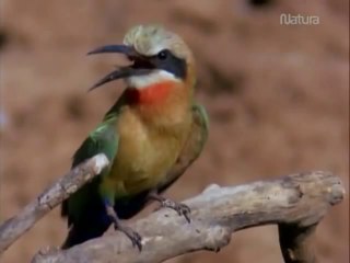 Documental La Ultima Cena de los Cocodrilos Español