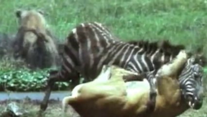 Documentary of Lions _ El Documental De Colección National Geographic