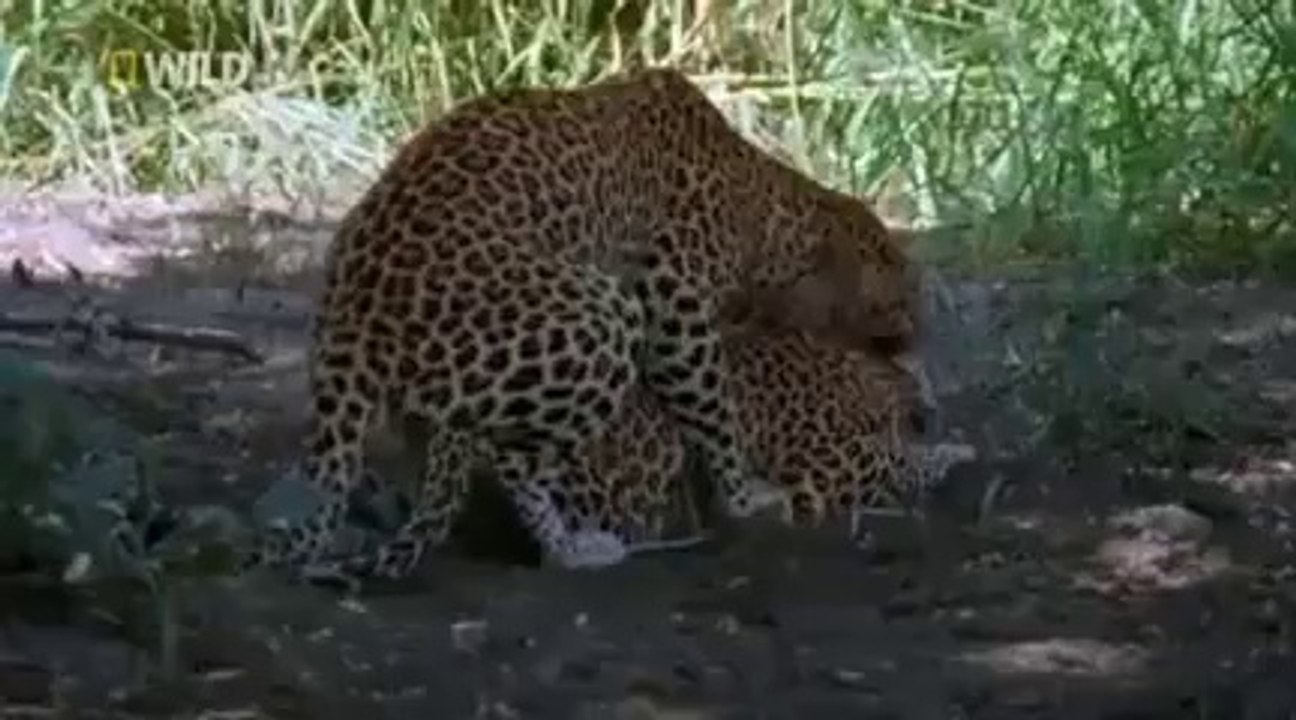 The Leopard Queen - Nature Documentary
