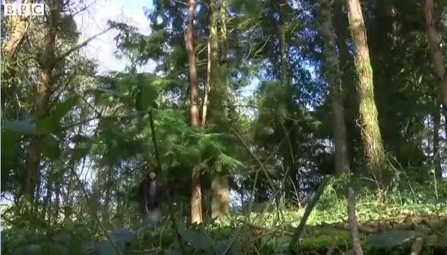 BBC News - Badger culls were 'ineffective and inhumane' [2] 28Feb14