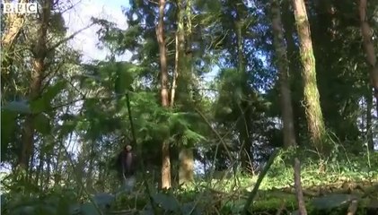 BBC News - Badger culls were 'ineffective and inhumane' [2] 28Feb14