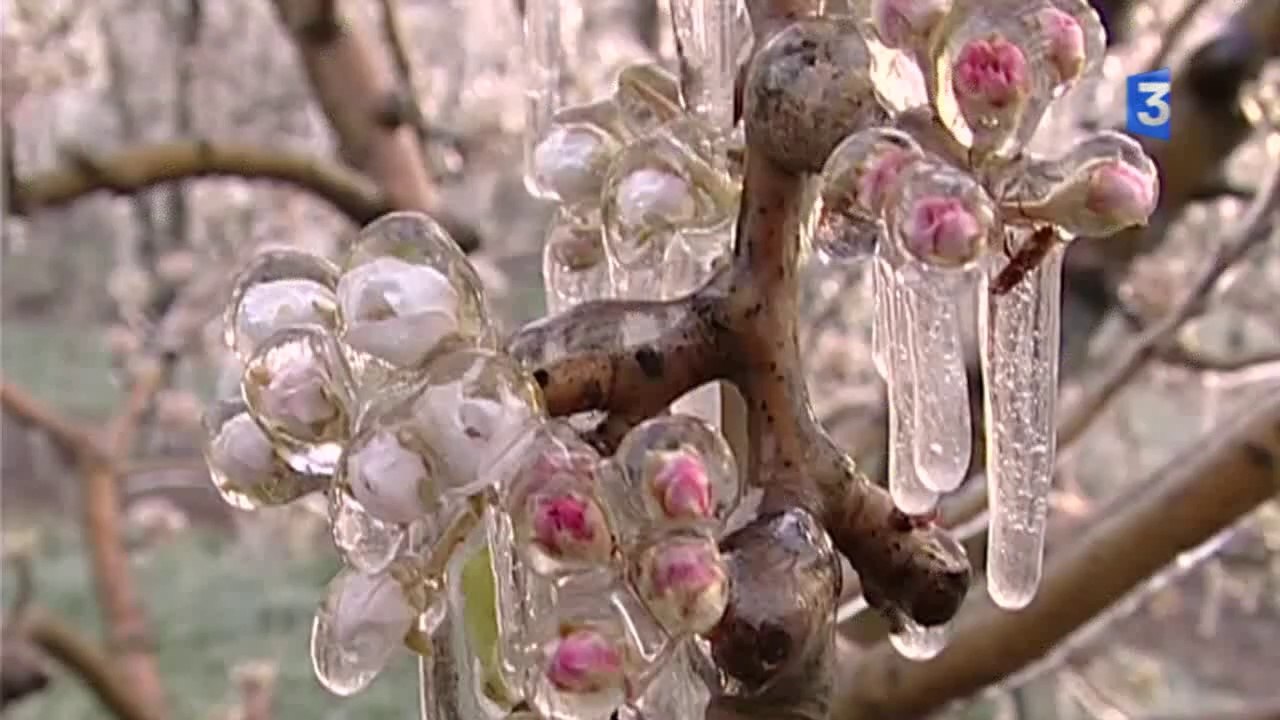 SIA 2014 : extrait clip pomme : gel
