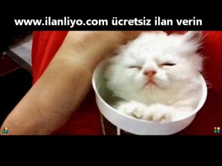 bardakta uyuyan kedi