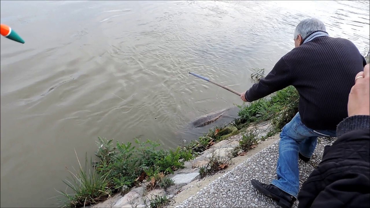 Pêcheurs essayant de sortir un malheureux siliure à Avignon...