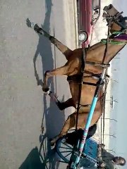 harse race try(moj e bahar  rawalpindi)part 2