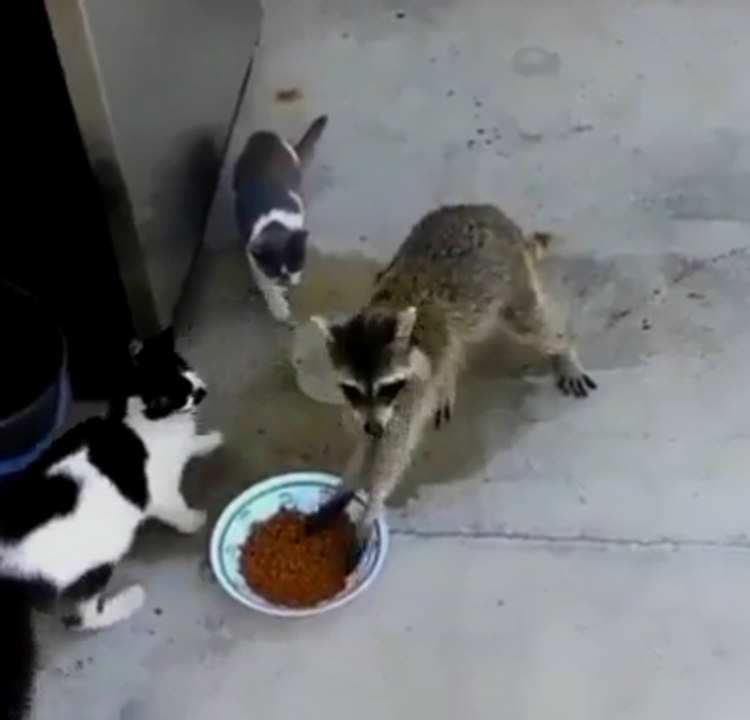 Hırsızlığın böylesi! Kaçışa dikkat!